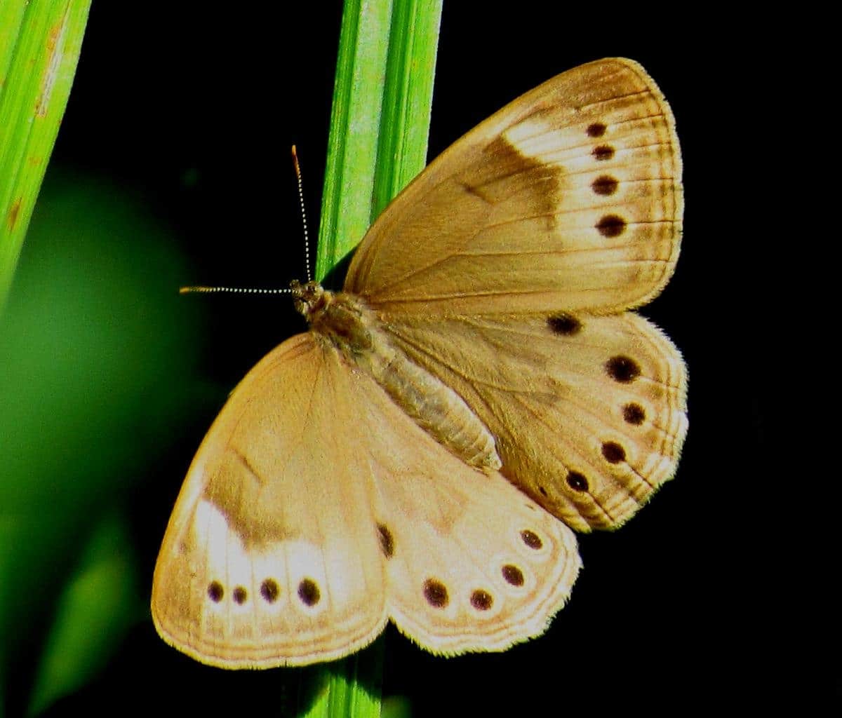 El SIGNIFICADO de la mariposa marrón descubre su PROFUNDO simbolismo