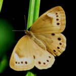 El significado simbólico de la mariposa marrón: un viaje hacia una comprensión más profunda