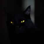 El significado espiritual de los gatos negros enamorados