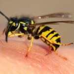 El significado espiritual de una picadura de abeja