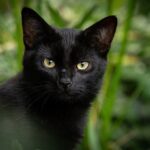 El Significado del Gato Negro en los Sueños