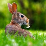 El significado bíblico de los conejos en los sueños