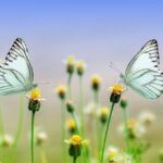 El significado bíblico de los sueños con mariposas