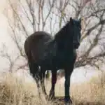 El significado de los sueños con caballos negros