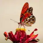 El significado de los sueños de mariposas coloridas