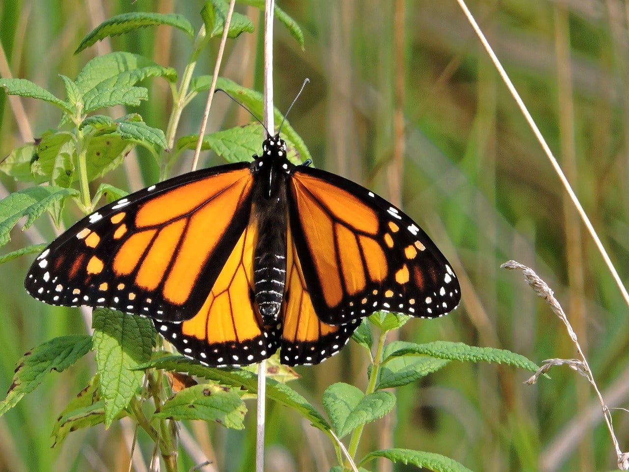 Descubre El Verdadero Significado De Las Mariposas Negras Y Amarillas 6040