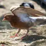 El significado espiritual de las palomas marrones