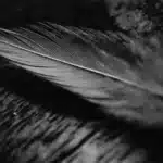 El significado espiritual de las plumas negras