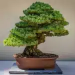 El significado espiritual de los árboles bonsái