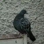 El significado espiritual de un pájaro llamando a tu puerta