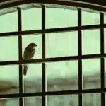 El significado espiritual de un pájaro volando hacia tu ventana