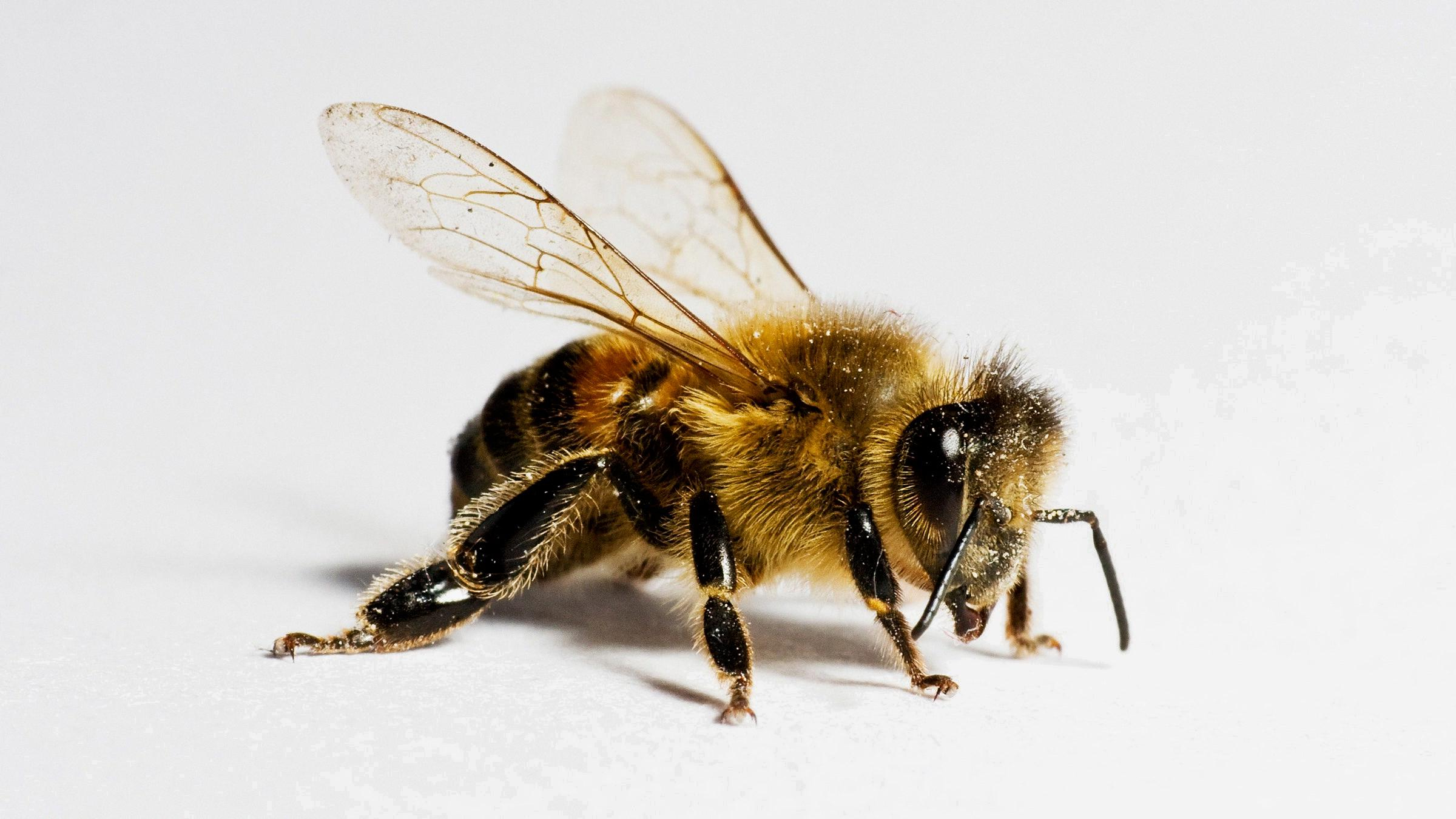 abeja aterrizando en mi significado espiritual