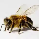 El significado espiritual de una abeja que se posa sobre mí