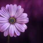 El significado espiritual del color púrpura