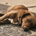 El significado espiritual del perro aullando mientras duerme