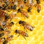 Explorando el significado espiritual de las abejas en los sueños