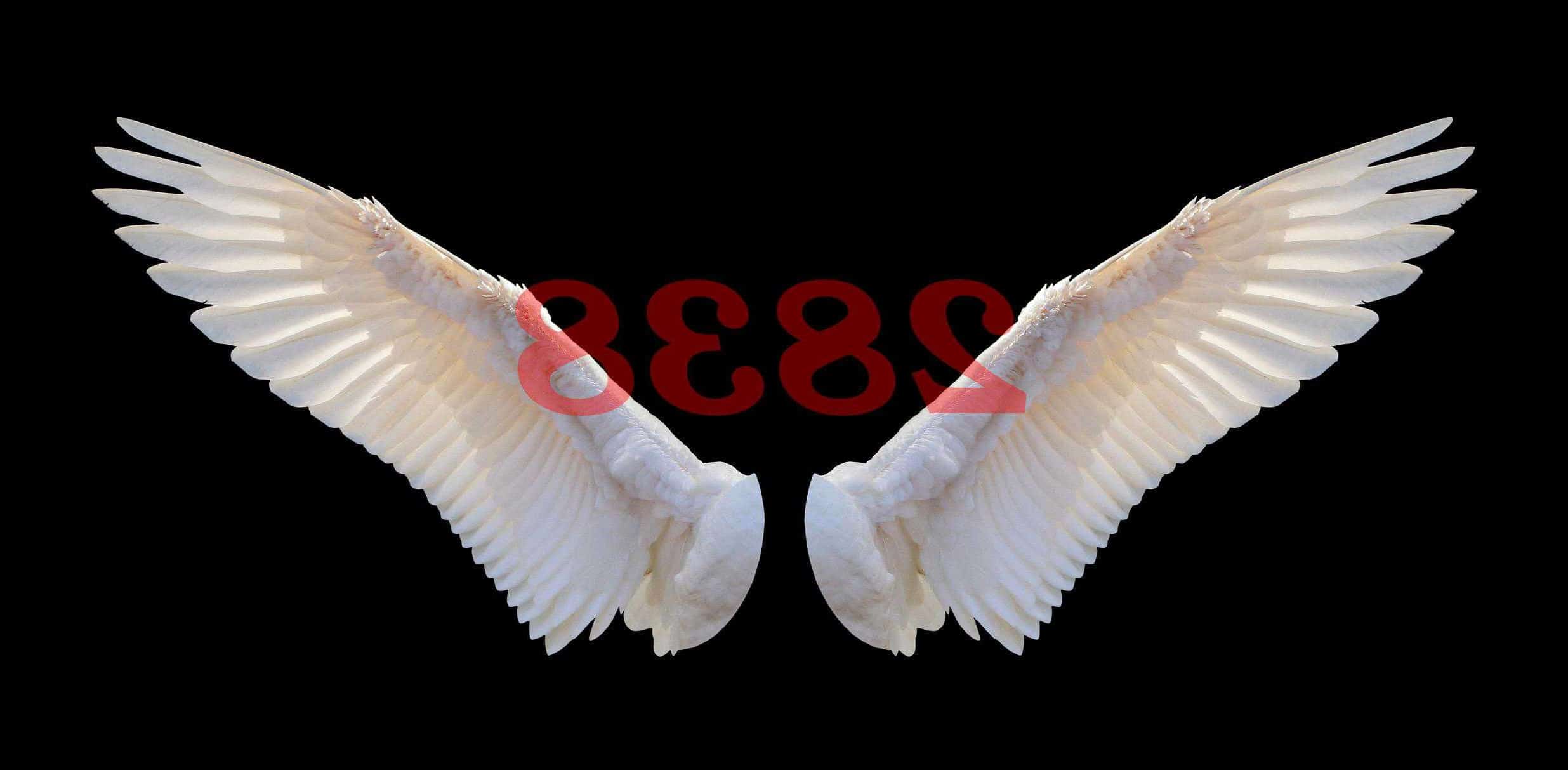 Número de ángel 2838 Significado de numerología